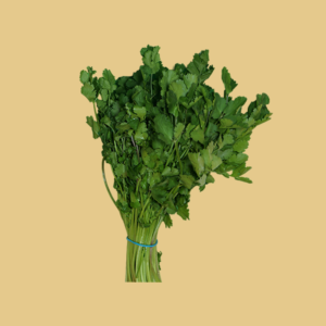 Cilantro
